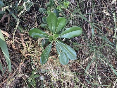 Pittosporum tobira, photographed by Marc Riera