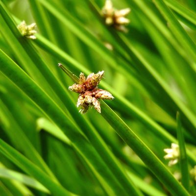 Schoenoplectiella mucronata, photographed by Abu Hamas
