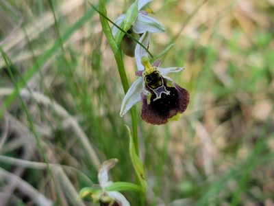 Ophrys holosericea, photographed by Elias