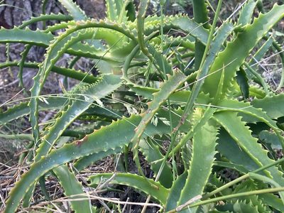 Aloe arborescens