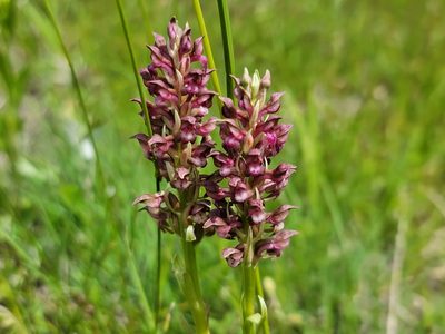 Anacamptis coriophora, photographed by Elias