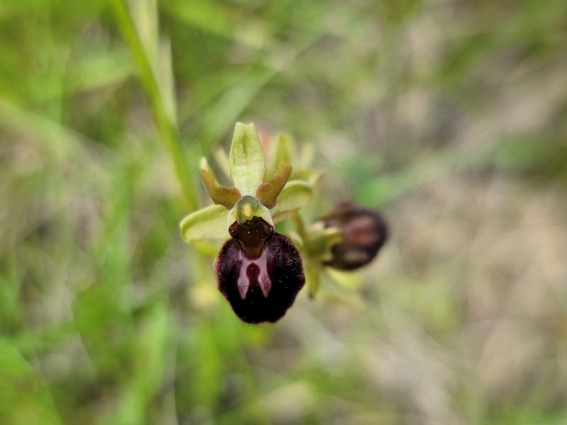 Ophrys sphegodes, photographed by Elias