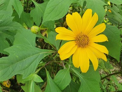 Tithonia diversifolia, photographed by Yolanda M. Leon