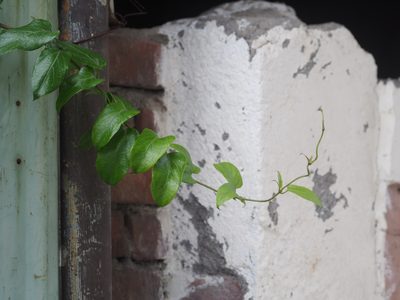 Paederia foetida, photographed by 葉子