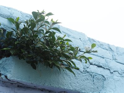 Ficus microcarpa, photographed by 葉子