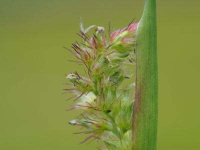 Cenchrus echinatus, photographed by 葉子