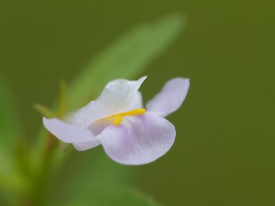 Bonnaya antipoda, photographed by 葉子
