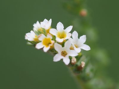 Euploca procumbens, photographed by 葉子