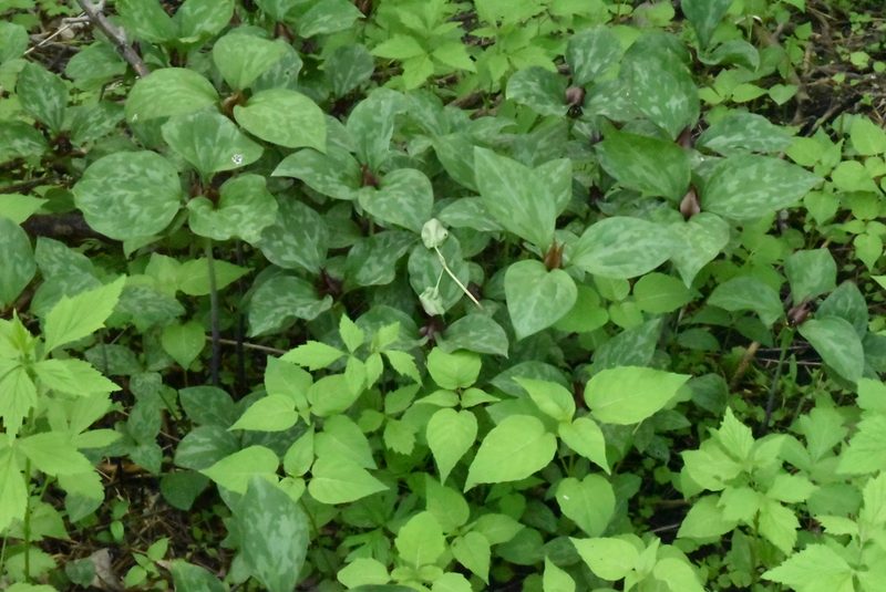 Trillium recurvatum, photographed by Sienna