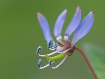 Cleome rutidosperma, photographed by 葉子