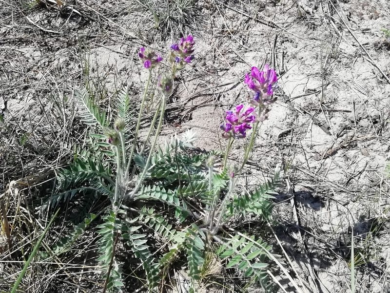 Oxytropis strobilacea, photographed by Олег Кудров