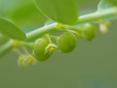 Phyllanthus amarus, photographed by 葉子