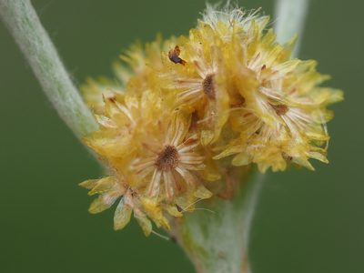 Laphangium affine, photographed by 葉子