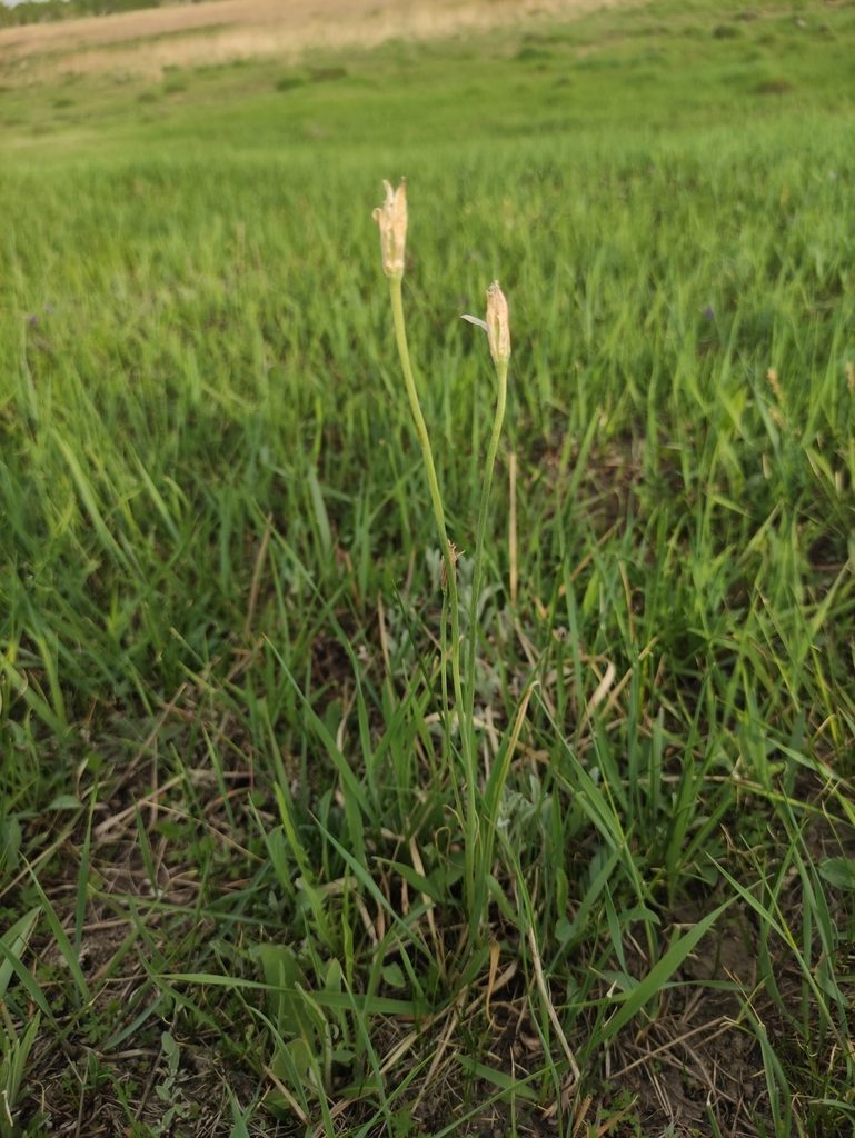 Gagea pauciflora, photographed by Юлия