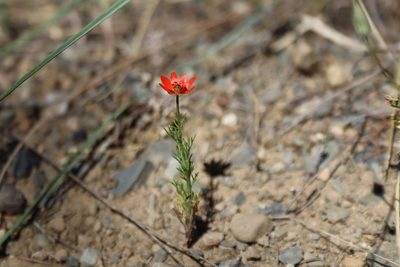 Adonis flammea