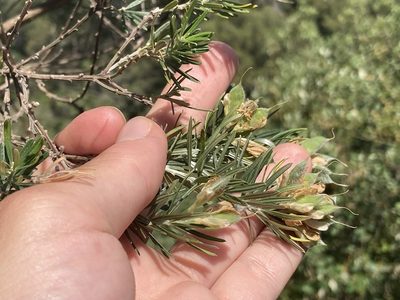 Genista linifolia