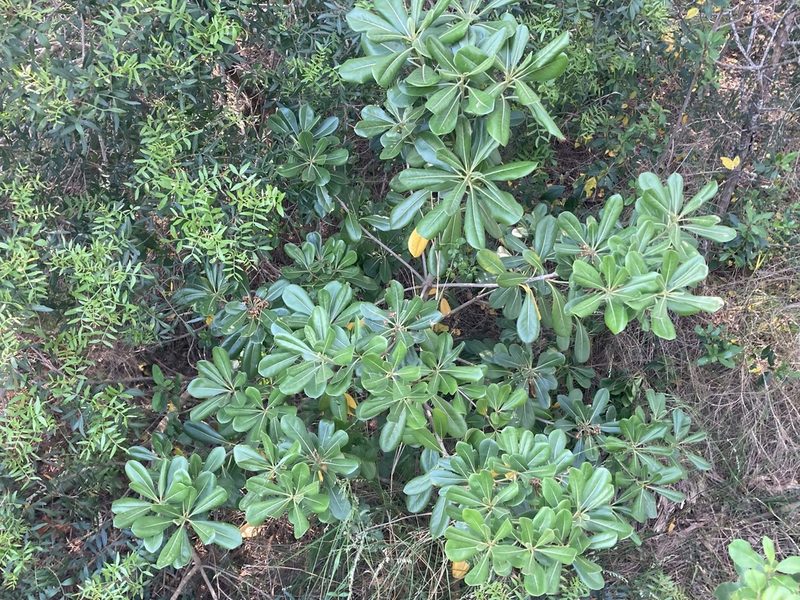 Pittosporum tobira, photographed by Marc Riera