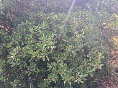 Pittosporum tobira, photographed by Marc Riera