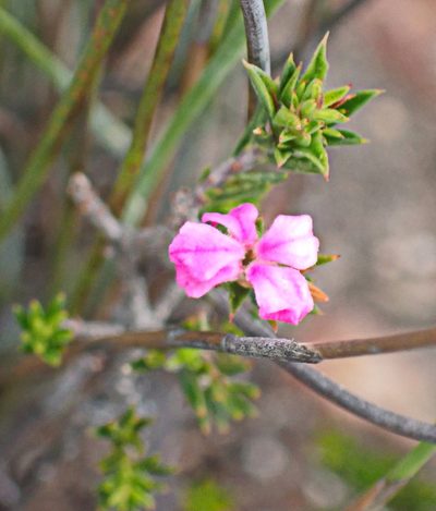 Acmadenia maculata, photographed by Di Turner