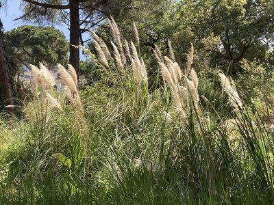 Cortaderia selloana, photographed by Marc Riera