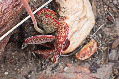 Adromischus triflorus, photographed by Di Turner