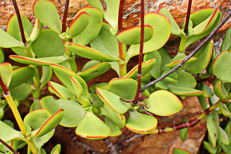 Crassula cultrata, photographed by Di Turner
