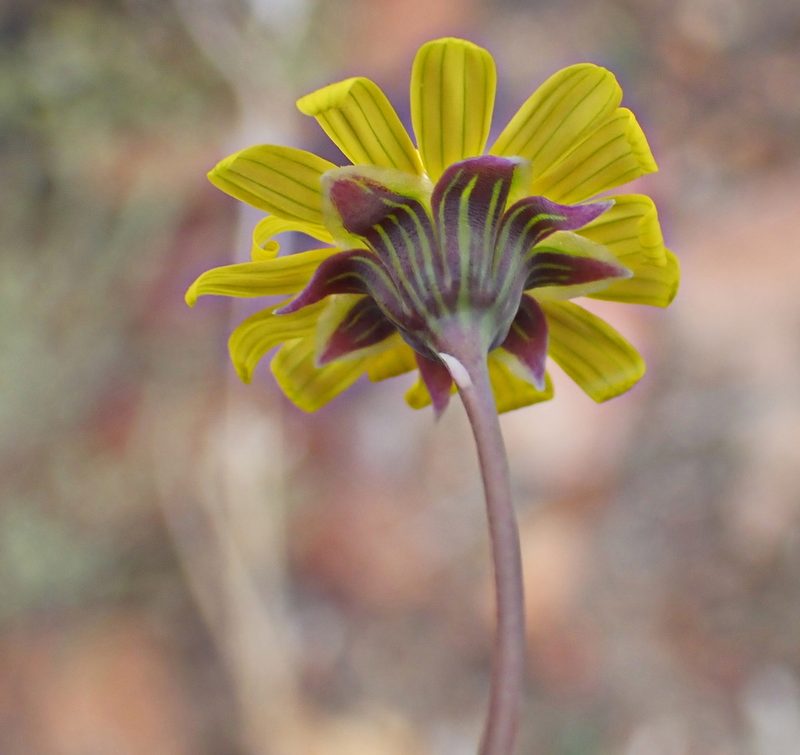 Crassothonna cacalioides, photographed by Di Turner