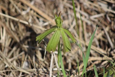 Anemonastrum dichotomum