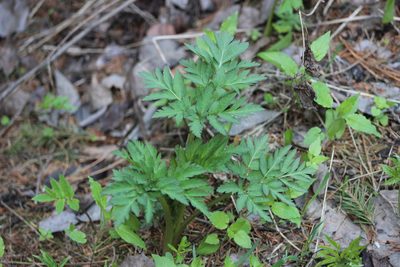 Pleurospermum uralense, photographed by Tatiana Strus