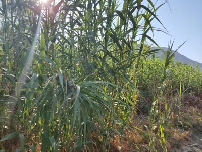 Arundo donax, photographed by Mauricio Calderón