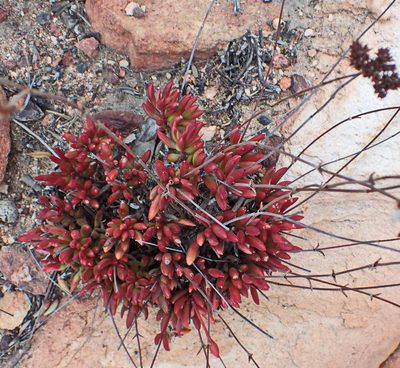 Crassula atropurpurea, photographed by Di Turner