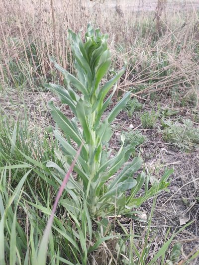 Isatis oblongata, photographed by Юлия