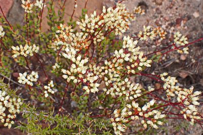 Crassula biplanata, photographed by Di Turner