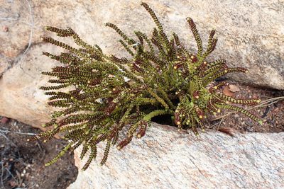 Crassula muscosa, photographed by Di Turner