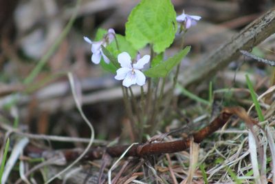 Viola selkirkii, photographed by Tatiana Strus