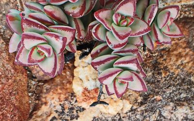 Crassula rupestris, photographed by Di Turner