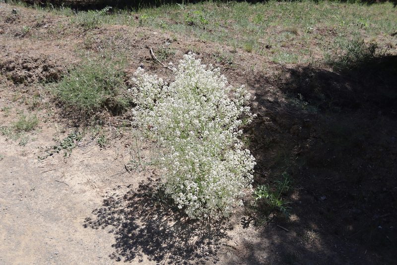 Crambe tataria, photographed by Edmundas Greimas