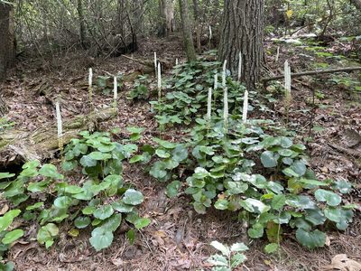 Galax urceolata, photographed by lejones417