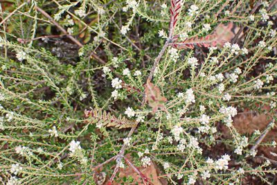 Phylica purpurea, photographed by Di Turner