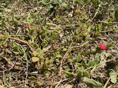 Mesembryanthemum cordifolium, photographed by Marc Riera