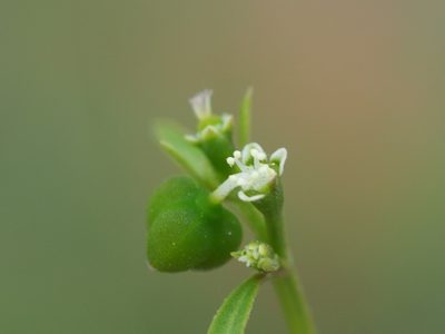 Euphorbia graminea, photographed by 葉子