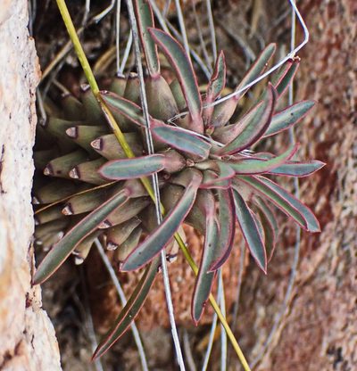 Euphorbia clandestina, photographed by Di Turner