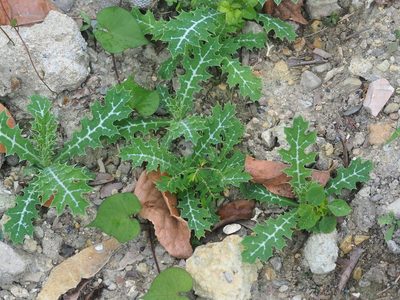 Argemone mexicana, photographed by 葉子