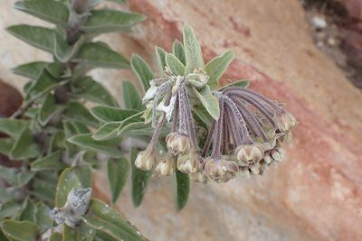 Gomphocarpus cancellatus, photographed by Di Turner
