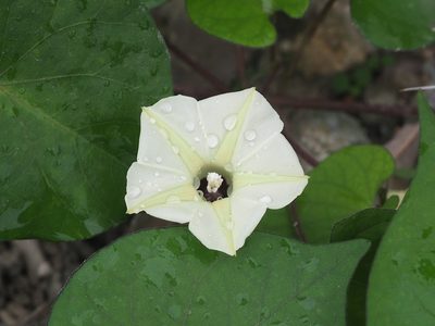 Ipomoea obscura, photographed by 葉子