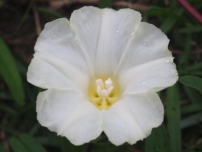 Operculina turpethum, photographed by 葉子