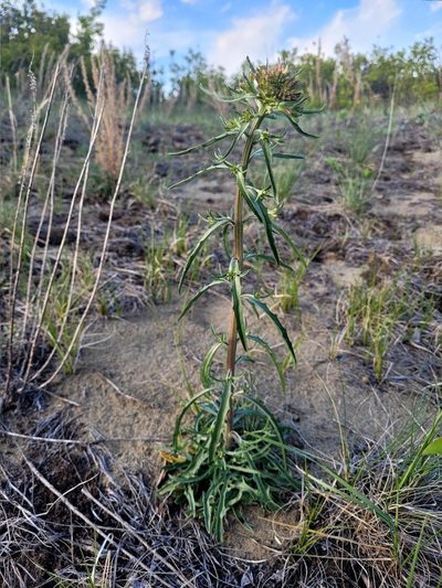 Erysimum asperum, photographed by Doug Macaulay