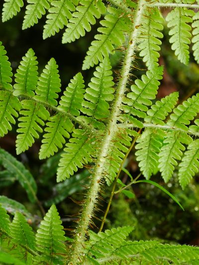 Dryopteris peranema, photographed by Jacy Chen