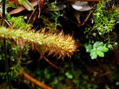 Dryopteris peranema, photographed by Jacy Chen