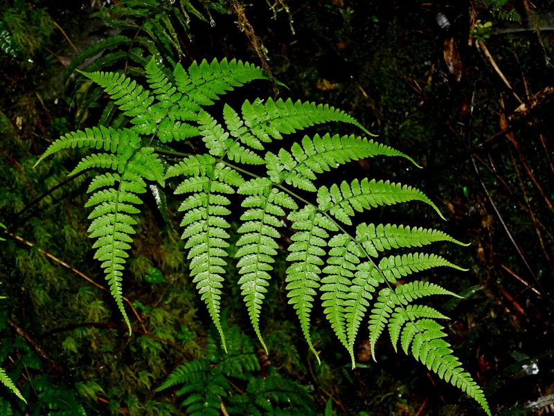 Dryopteris melanocarpa, photographed by Jacy Chen